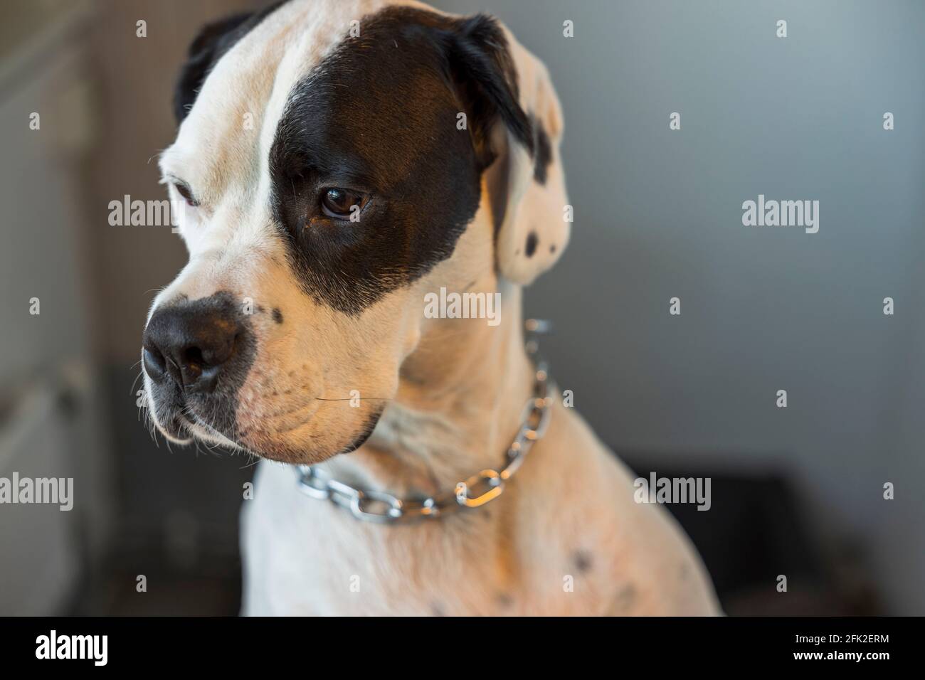 Vista ravvicinata del cane Boxer-Pointer misto rosso isolato. Foto Stock