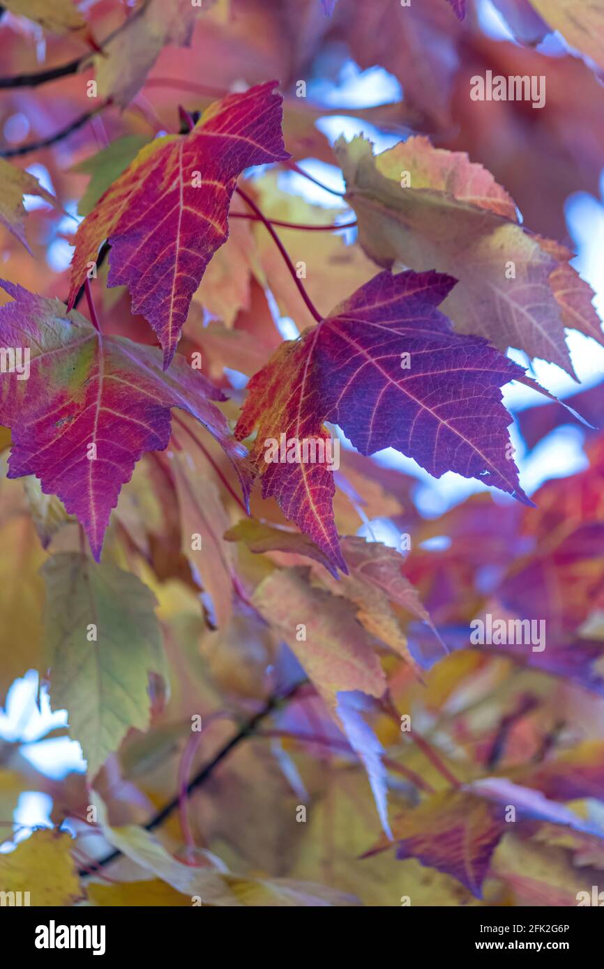 immagine verticale di foglie d'acero profonde e colorate Foto Stock