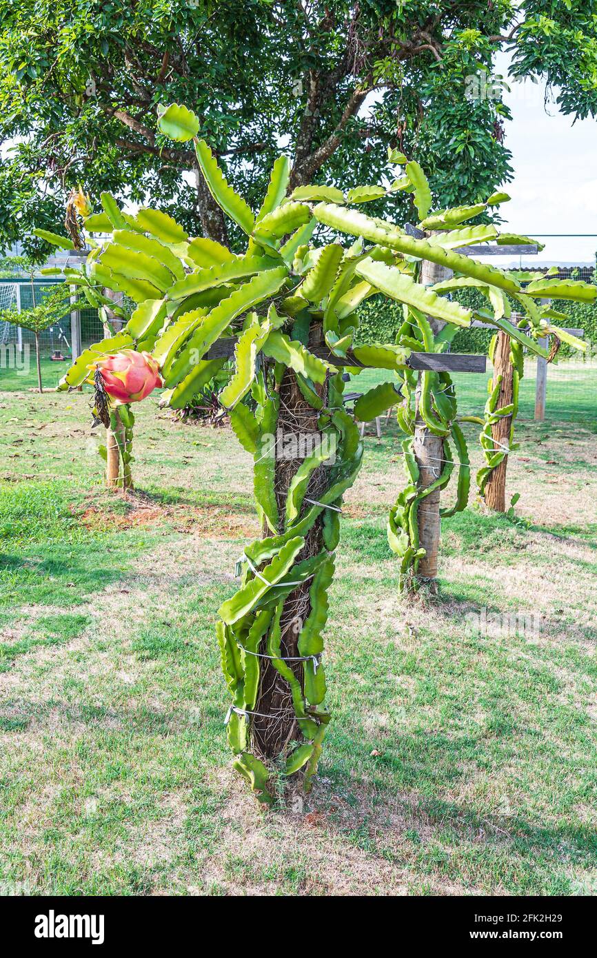 Pianta di frutta del drago che cresce legata ad un tronco di albero. Coltivazione domestica adattata. Foto Stock