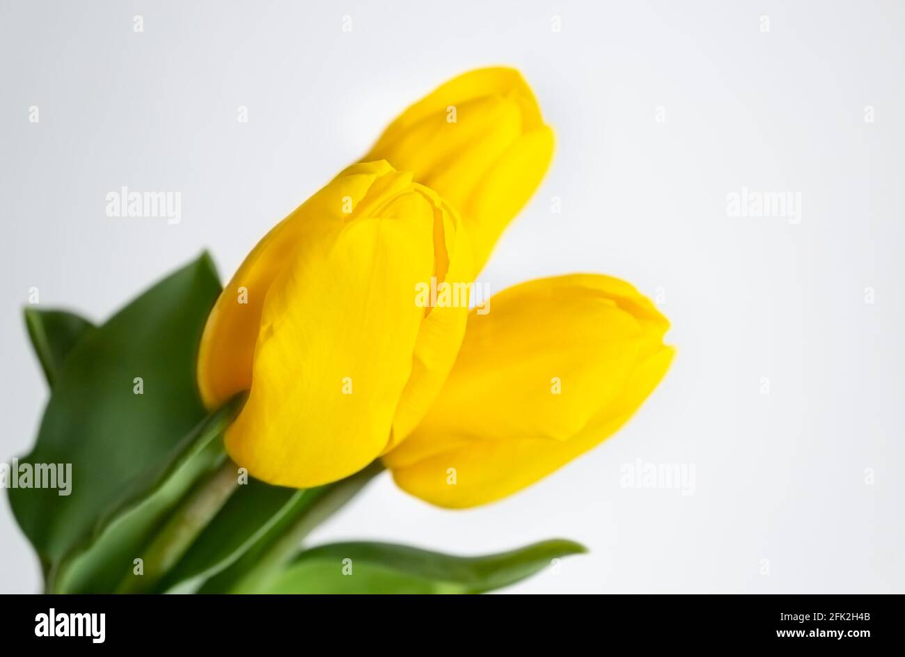 Tulipani gialli su sfondo chiaro. Immagine a molla con spazio di testo Foto Stock