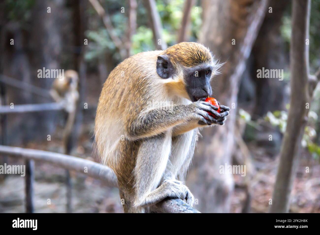 Una scimmia verde giovanile seduta su una ringhiera e mangiare frutta, una fetta matura di cocomero fresco, in Barbados, soft-focus. Foto Stock