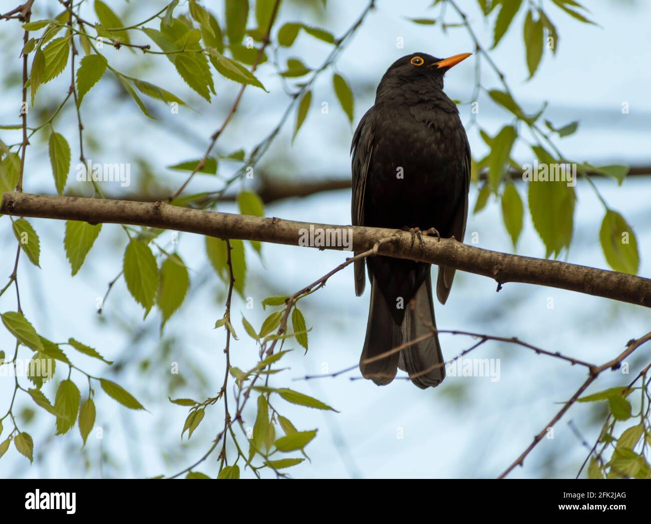 Blackbird su un ramo. Dopo il passero, il bird è la passerina più comune e diffusa in Italia e in Europa Foto Stock