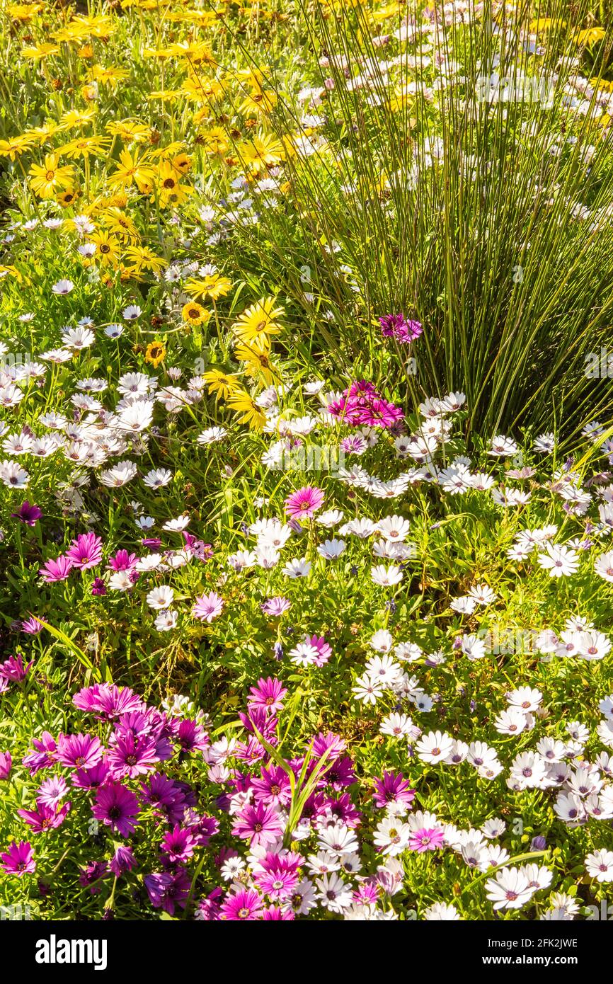 Falciatrici e erbe, Seaside Gardens, Carpinteria, California Foto Stock
