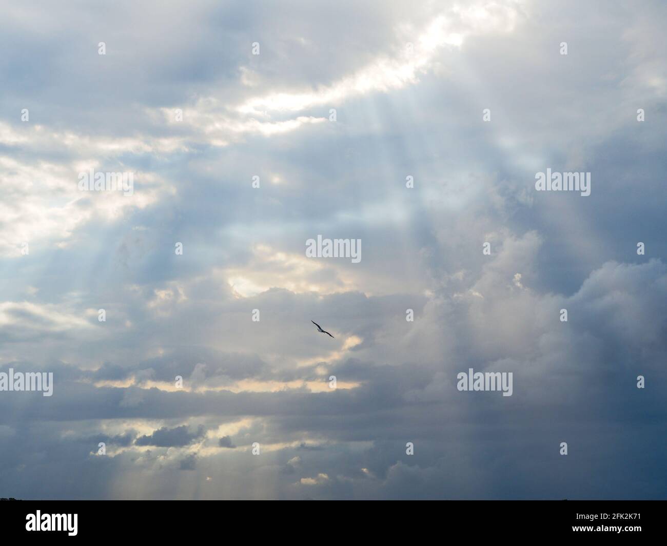 Come i cieli che si aprono, la luce del sole splende, si infrangono attraverso le nuvole e si irradiano raggi, un uccello con sagome, un gabbiano, che vola attraverso il cielo. Foto Stock