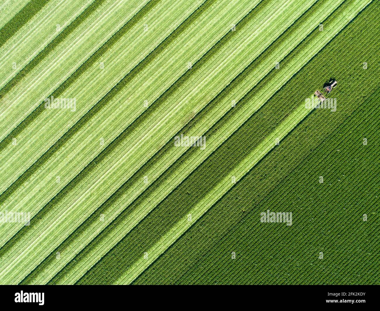 Falciatura di un raccolto di copertura, Santa Rosa Road, Santa Ynez Valley, California Foto Stock