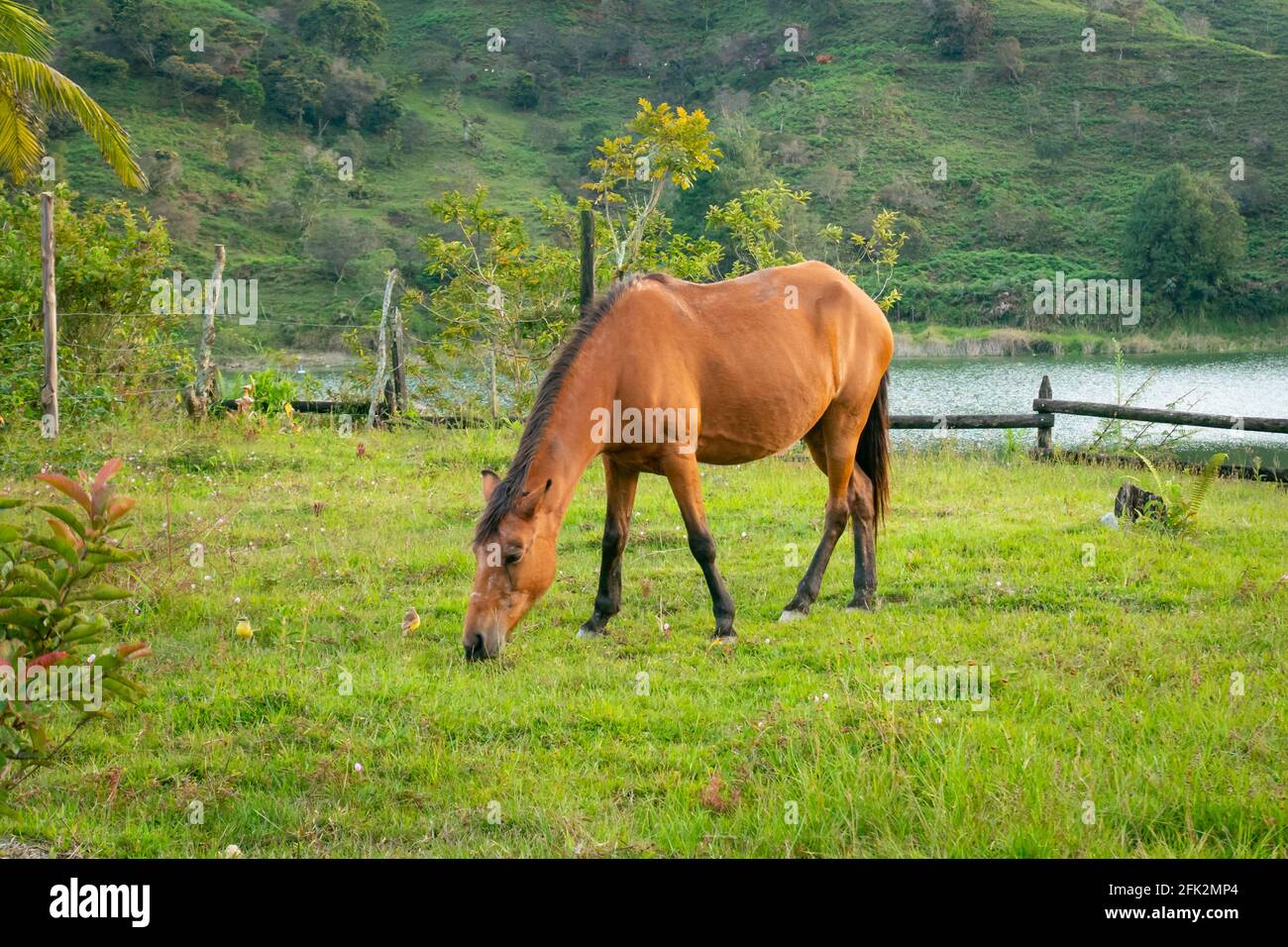 Cavallo da solo mangiare erba vicino alla Laguna Foto Stock