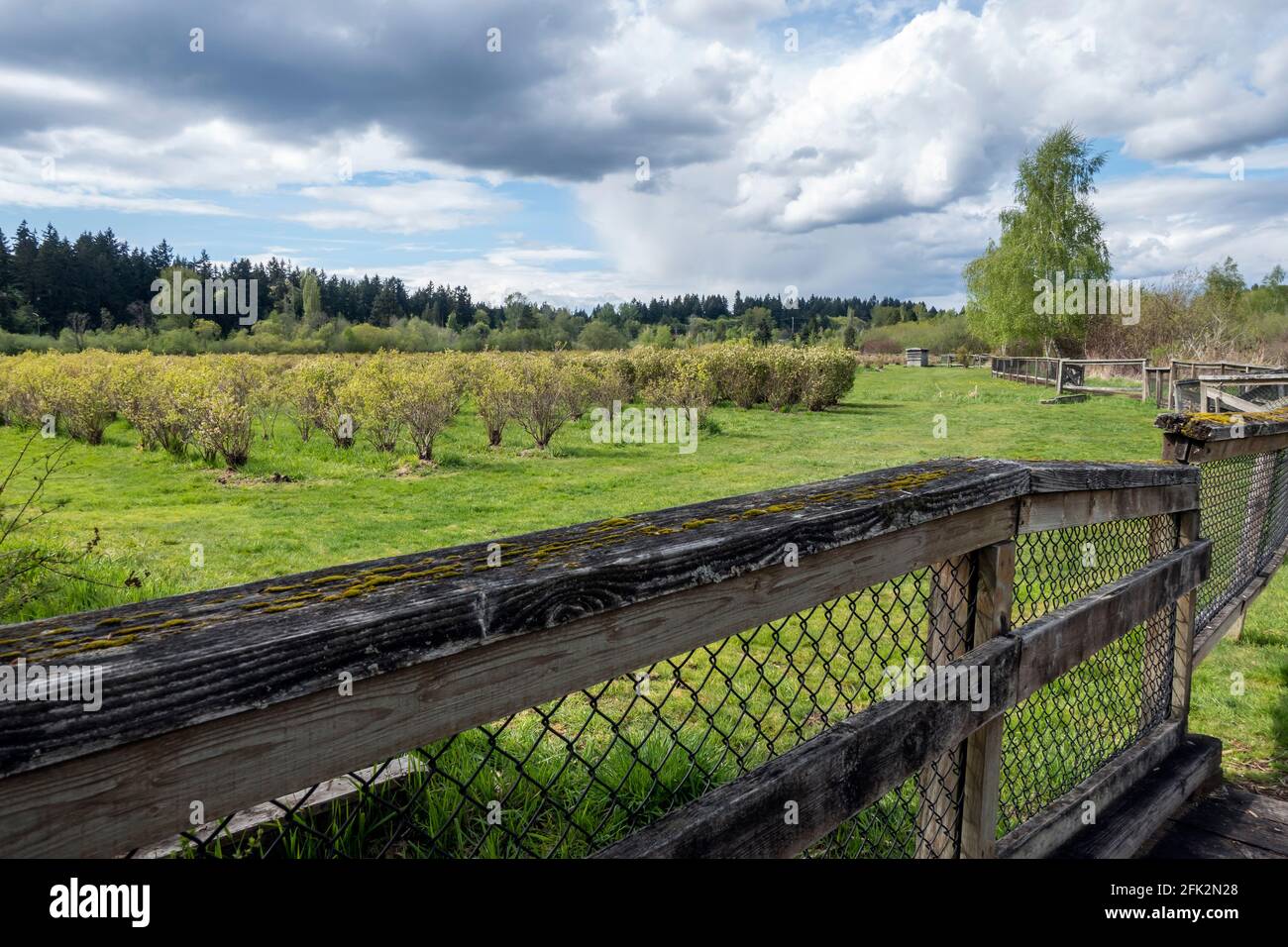 Vista aperta di una grande fattoria di mirtilli nel pacifico nord-ovest in una giornata soleggiata e nuvolosa Foto Stock
