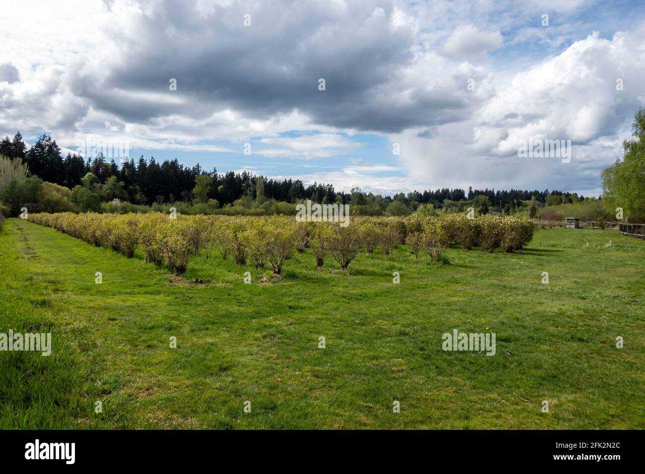 Vista aperta di una grande fattoria di mirtilli nel pacifico nord-ovest in una giornata soleggiata e nuvolosa Foto Stock