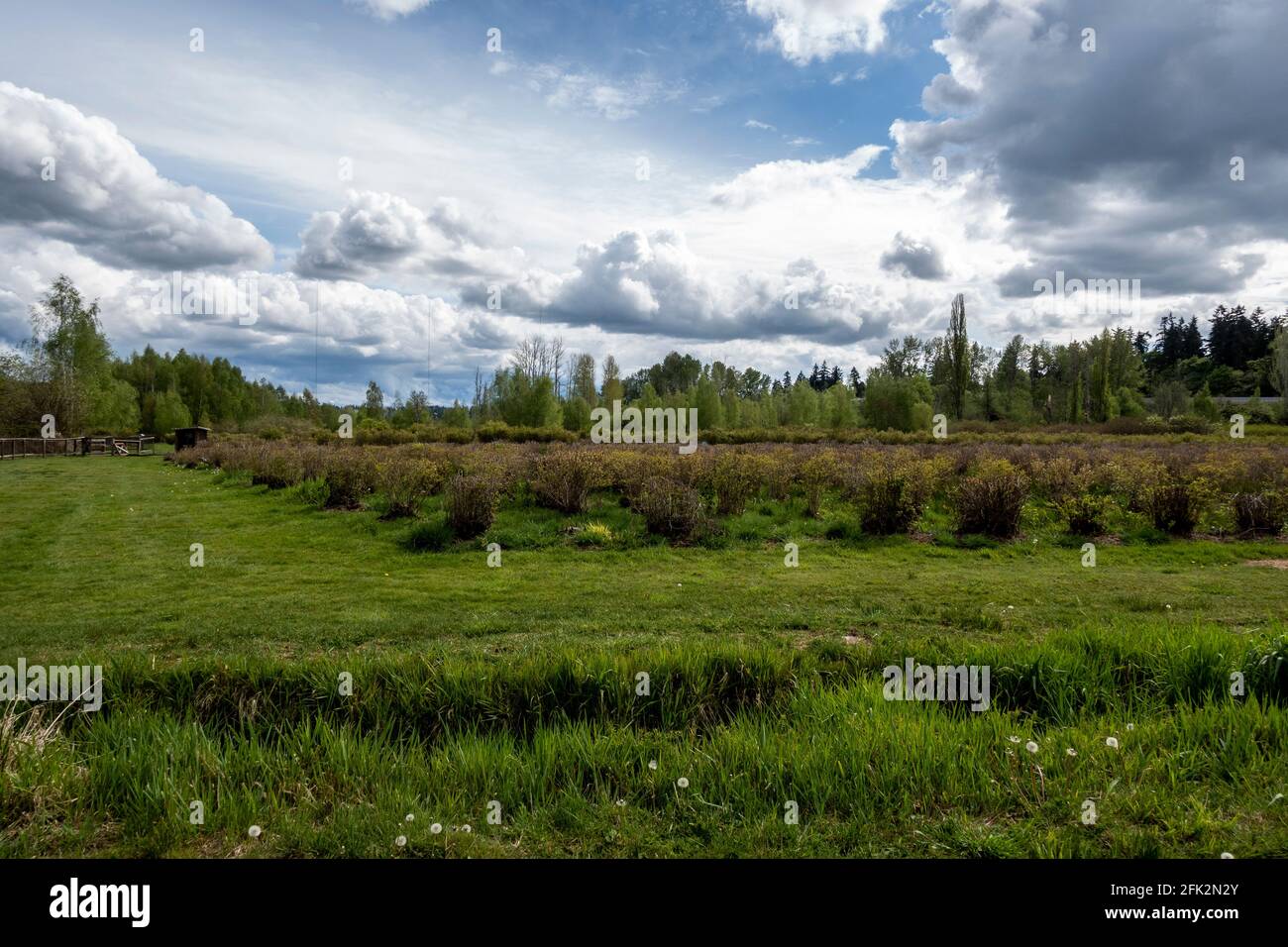 Vista aperta di una grande fattoria di mirtilli nel pacifico nord-ovest in una giornata soleggiata e nuvolosa Foto Stock