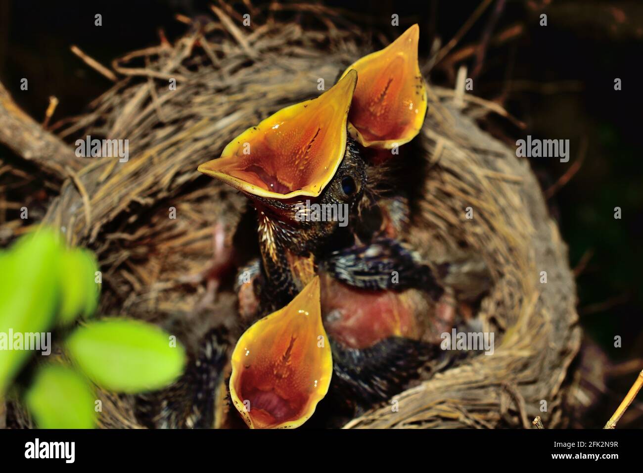 Tre giovani Americani Red hanno bruscato Robin Turdus migratorius. Raggiungere per l'alimentazione all'interno del loro habitat morbido erboso costruito in una giornata di primavera. Foto Stock