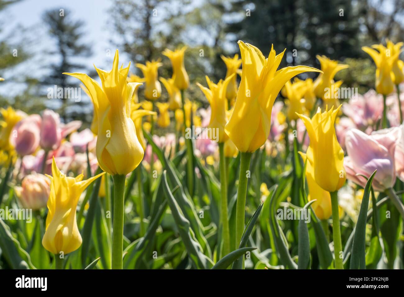 Intersting tulipani di punto ovest che crescono in giardino di primavera. Foto Stock