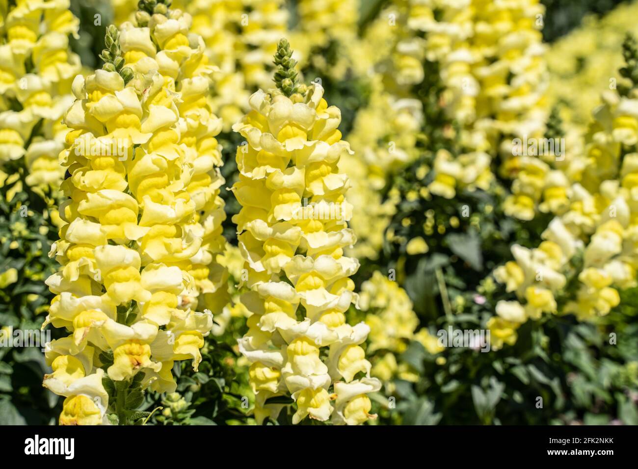 Snap-dragon giallo brillante in giardino primaverile Foto Stock