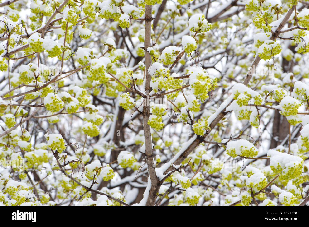 I fiori di acero coperti di neve dopo una primavera di inizio nevicata. Foto Stock