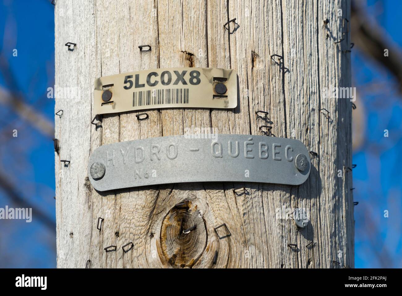 Closeup di palo di utilità di legno con un'etichetta di numero e un'etichetta di metallo identificata a Hydro-Québec. Foto Stock