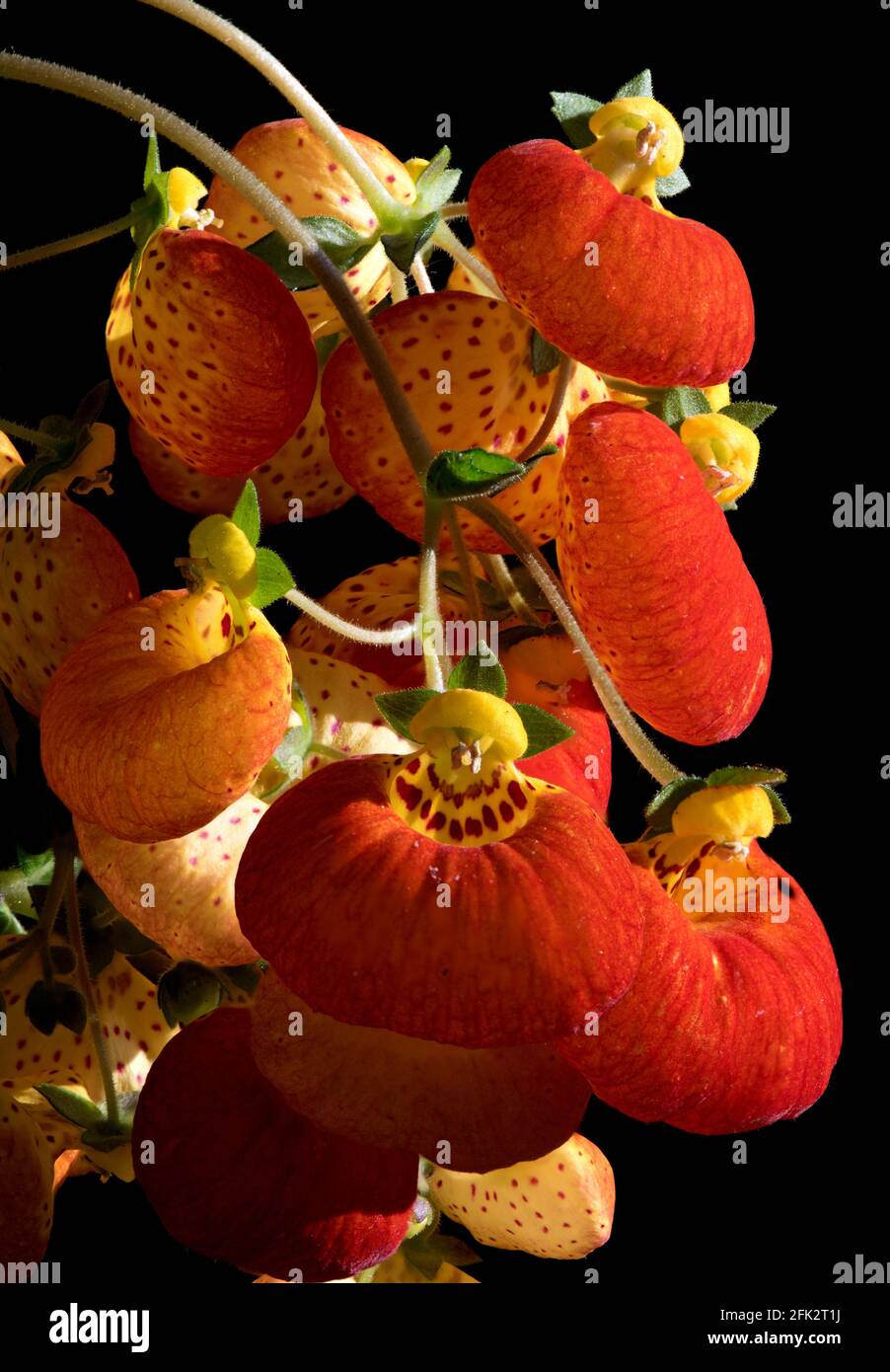 Fiori arancioni e gialli della pianta del libro di pocketbook (borsetta) (Calceolaria) isolati su uno sfondo nero usando la tecnica di messa a fuoco-impilamento. Foto Stock