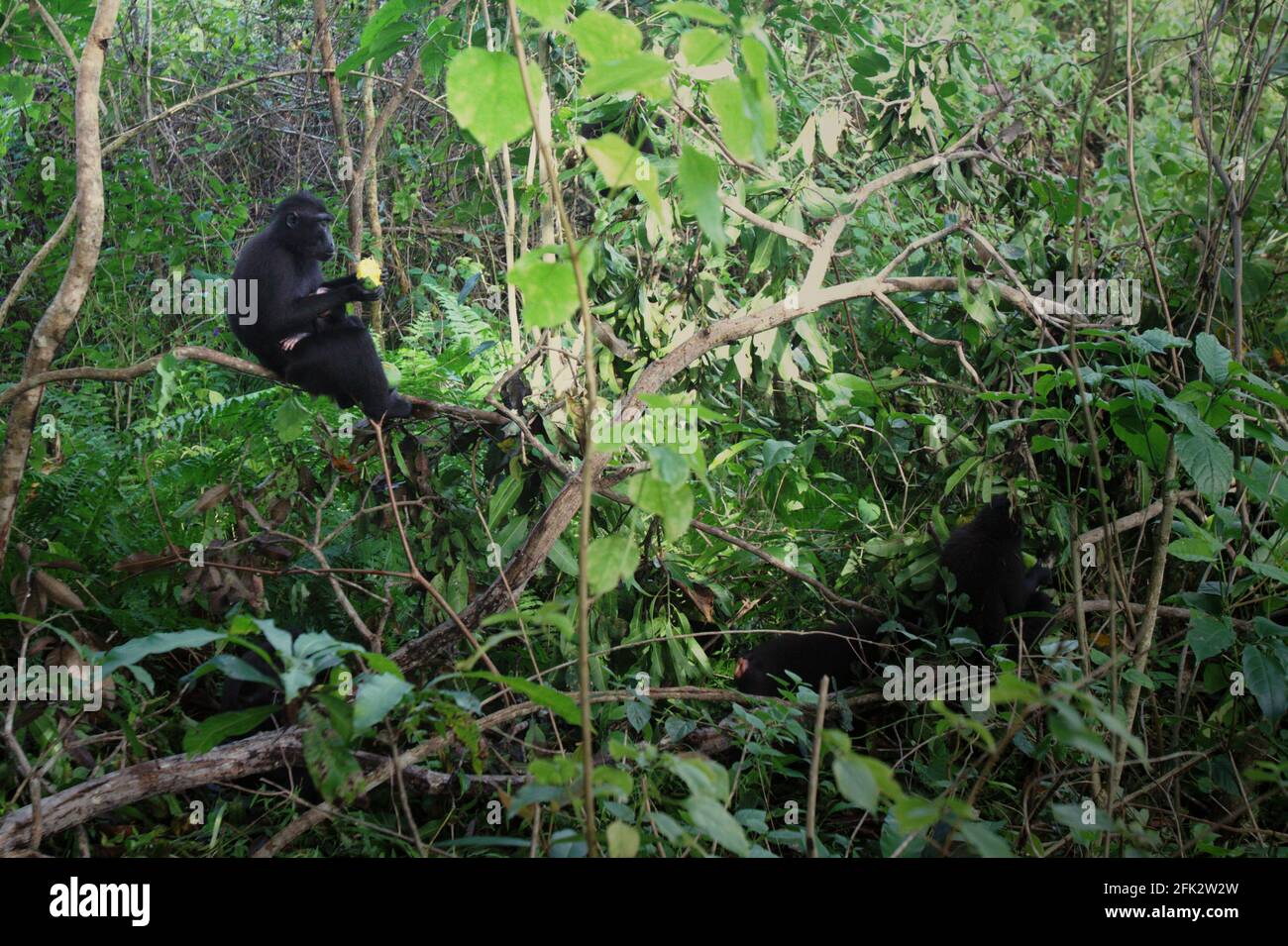 Macachi crestati che forano per il cibo. Piantare alberi da frutto nella zona tra foresta e paesaggio agricolo contribuirebbe a ridurre i conflitti uomo-scimmia, secondo Reyni Palohoen, coordinatore di progetto di Selamatkan Yaki (Save Yaki) all'inizio di questo mese, rispondendo all'invasione di scimmie di terreni agricoli nella reggenza del Minahasa meridionale, Sulawesi settentrionale, Indonesia. Foto Stock