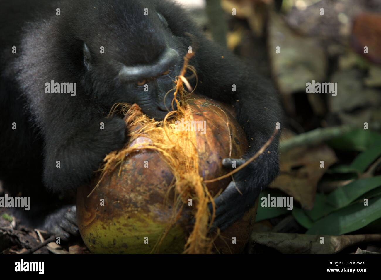Un macaco crestato--ha perso la sua mano destra ad una trappola di un poacher--sta provando ad aprire una frutta di cocco mordendo. Piantare alberi da frutto nella zona tra foresta e paesaggio agricolo contribuirebbe a ridurre i conflitti uomo-scimmia, secondo Reyni Palohoen, coordinatore di progetto di Selamatkan Yaki (Save Yaki) all'inizio di questo mese, rispondendo all'invasione di scimmie di terreni agricoli nella reggenza del Minahasa meridionale, Sulawesi settentrionale, Indonesia. Foto Stock