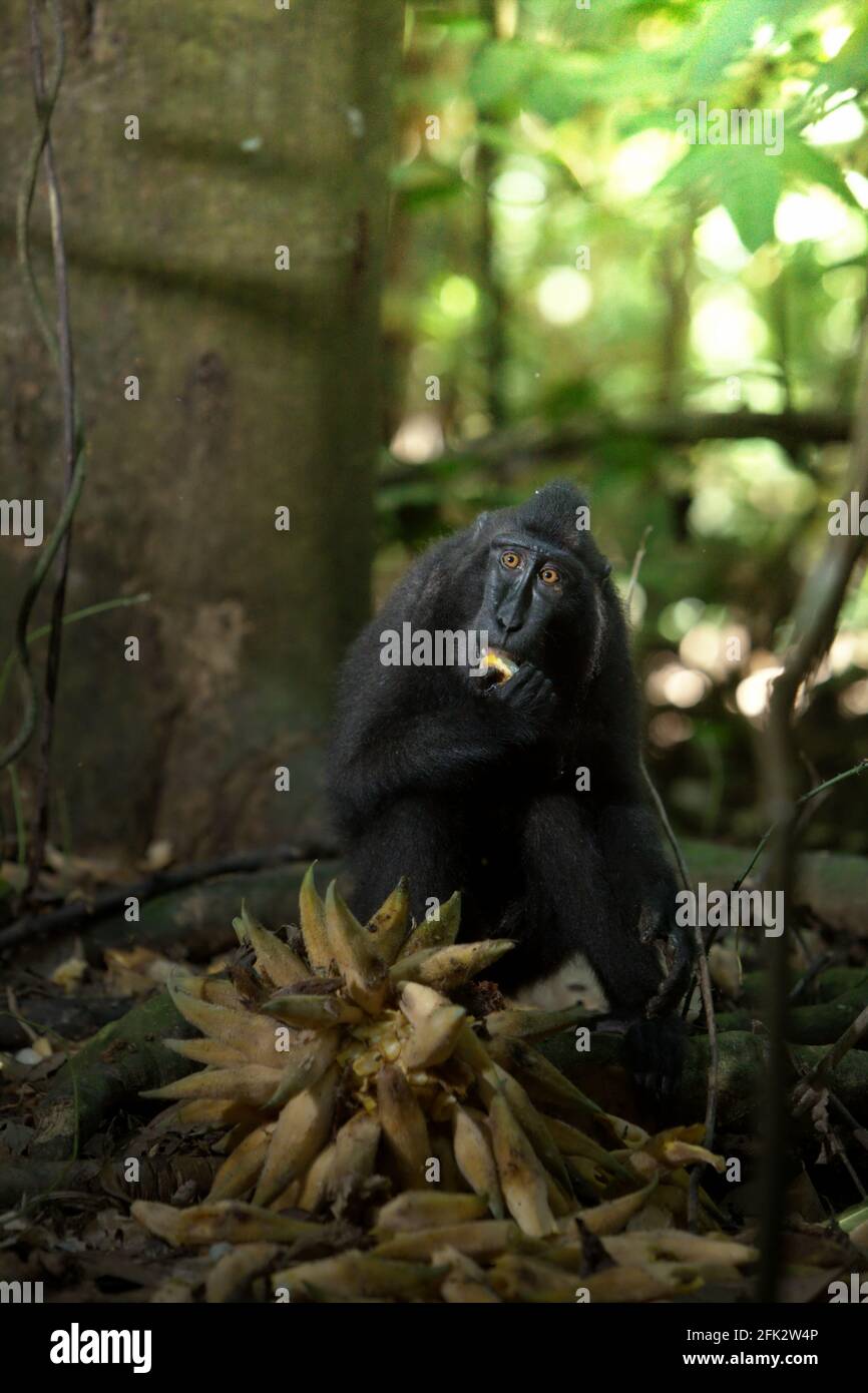 Un macaco di Sulawesi con cresta nera (Macaca nigra) si nutre di un frutto di liana caduto mentre si trova nel terreno forestale della Riserva Naturale di Tangkoko, Nord Sulawesi, Indonesia. Piantare alberi da frutto nell'area tra la foresta e il paesaggio agricolo contribuirebbe a ridurre i conflitti tra scimmie e umani, secondo Reyni Palohoen, coordinatore del progetto di Selamatkan Yaki (Save Yaki) all'inizio di questo mese, rispondendo all'invasione "scimmia" delle terre agricole nella reggenza di Minahasa del Sud, nel Nord Sulawesi, Indonesia. Foto Stock