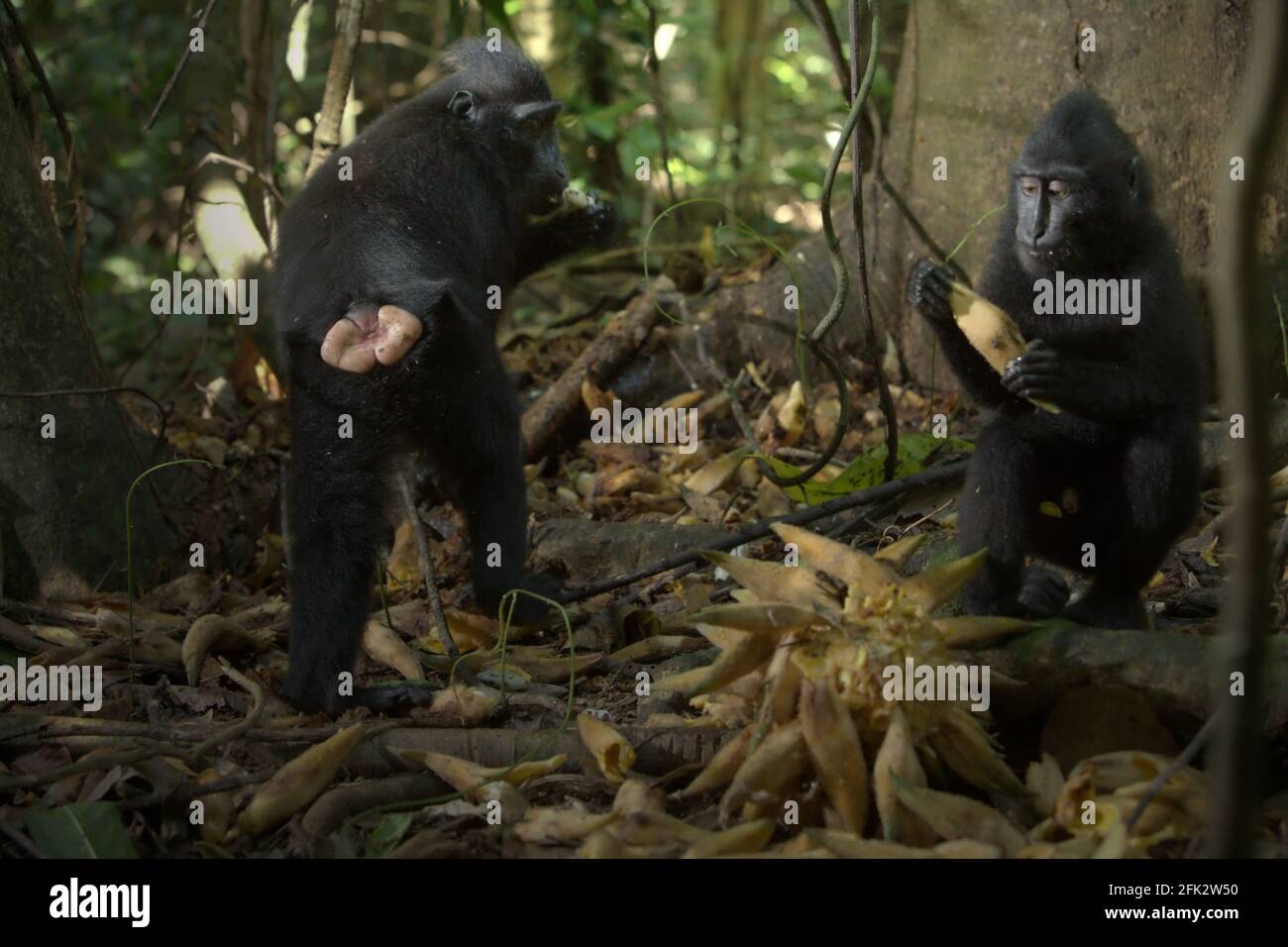 I giovani di macaco crestato nero di Sulawesi (Macaca nigra) si nutrono di frutta liana mentre sono seduti sul pavimento della foresta nella Riserva Naturale di Tangkoko, Nord Sulawesi, Indonesia. Piantare alberi da frutto nell'area tra la foresta e il paesaggio agricolo contribuirebbe a ridurre i conflitti tra scimmie e umani, secondo Reyni Palohoen, coordinatore del progetto di Selamatkan Yaki (Save Yaki) all'inizio di questo mese, rispondendo all'invasione "scimmia" delle terre agricole nella reggenza di Minahasa del Sud, nel Nord Sulawesi, Indonesia. Foto Stock