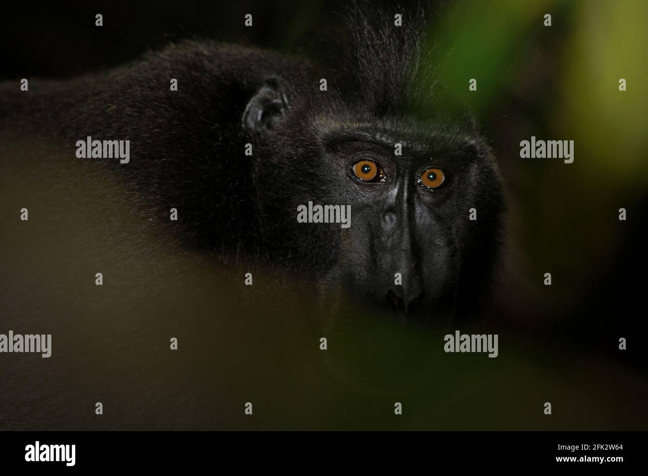 Celebes macaque crestato in pausa dal foraging, fissando attraverso le foglie. Piantare alberi da frutto nella zona tra foresta e paesaggio agricolo contribuirebbe a ridurre i conflitti uomo-scimmia, secondo Reyni Palohoen, coordinatore di progetto di Selamatkan Yaki (Save Yaki) all'inizio di questo mese, rispondendo all'invasione di scimmie di terreni agricoli nella reggenza del Minahasa meridionale, Sulawesi settentrionale, Indonesia. Foto Stock