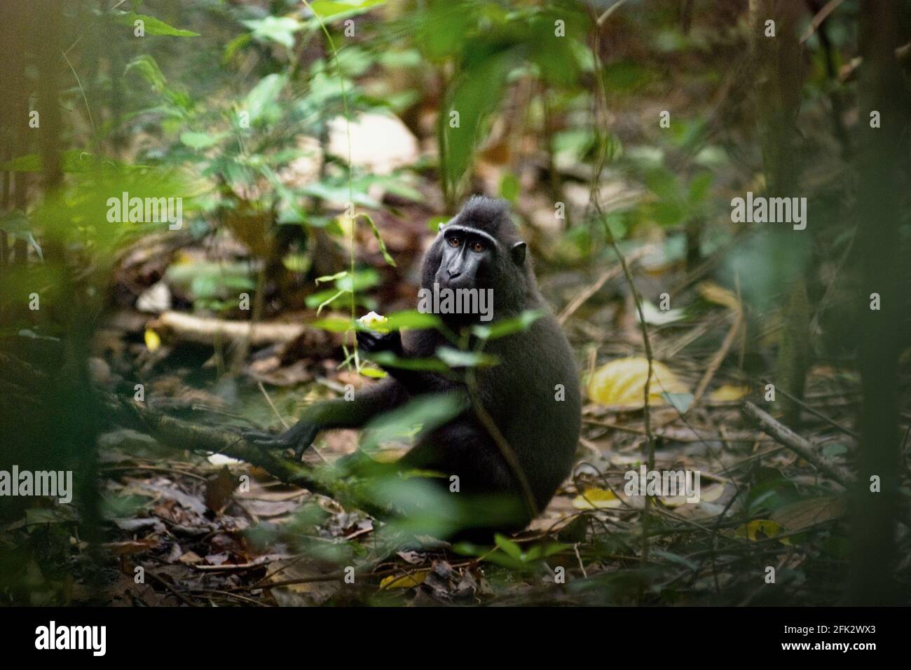 Celebes macaco crestato mangiare frutta, seduto sul pavimento della foresta. Piantare alberi da frutto nella zona tra foresta e paesaggio agricolo contribuirebbe a ridurre i conflitti uomo-scimmia, secondo Reyni Palohoen, coordinatore di progetto di Selamatkan Yaki (Save Yaki) all'inizio di questo mese, rispondendo all'invasione di scimmie di terreni agricoli nella reggenza del Minahasa meridionale, Sulawesi settentrionale, Indonesia. Foto Stock