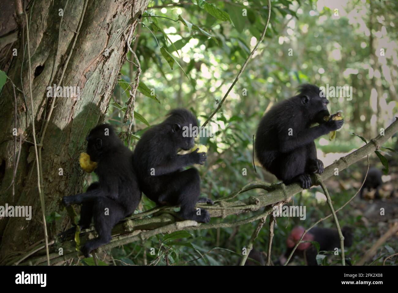 Celebes macachi crestati mangiare frutta mentre sono seduti su un ramo di albero. Piantare alberi da frutto nella zona tra foresta e paesaggio agricolo contribuirebbe a ridurre i conflitti uomo-scimmia, secondo Reyni Palohoen, coordinatore di progetto di Selamatkan Yaki (Save Yaki) all'inizio di questo mese, rispondendo all'invasione di scimmie di terreni agricoli nella reggenza del Minahasa meridionale, Sulawesi settentrionale, Indonesia. Foto Stock