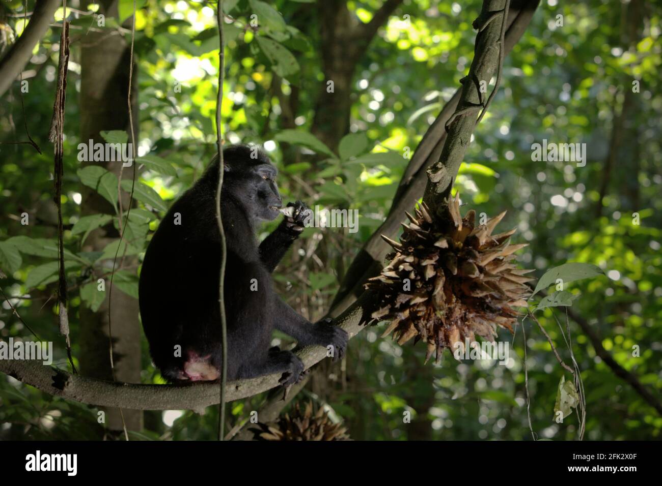 Macaco crestato mangiare frutta liana nella foresta. Piantare alberi da frutto nella zona tra foresta e paesaggio agricolo contribuirebbe a ridurre i conflitti uomo-scimmia, secondo Reyni Palohoen, coordinatore di progetto di Selamatkan Yaki (Save Yaki) all'inizio di questo mese, rispondendo all'invasione di scimmie di terreni agricoli nella reggenza del Minahasa meridionale, Sulawesi settentrionale, Indonesia. Foto Stock