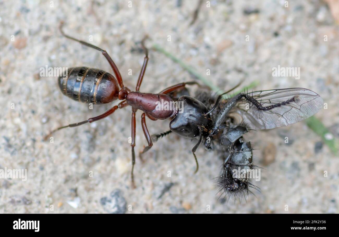 Un ANT che porta una casa morta vola su una superficie di pavimento in cemento. Primo piano. Macro. Foto Stock