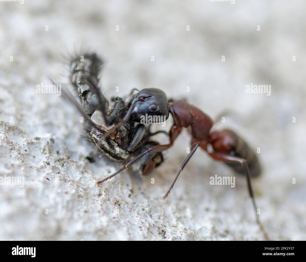 Un ANT che porta una casa morta vola su una superficie di pavimento in cemento. Primo piano. Macro. Foto Stock