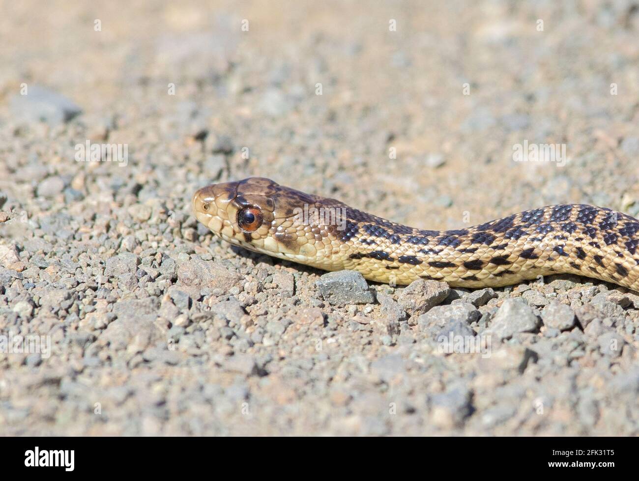 Serpente di Gopher del Pacifico Foto Stock