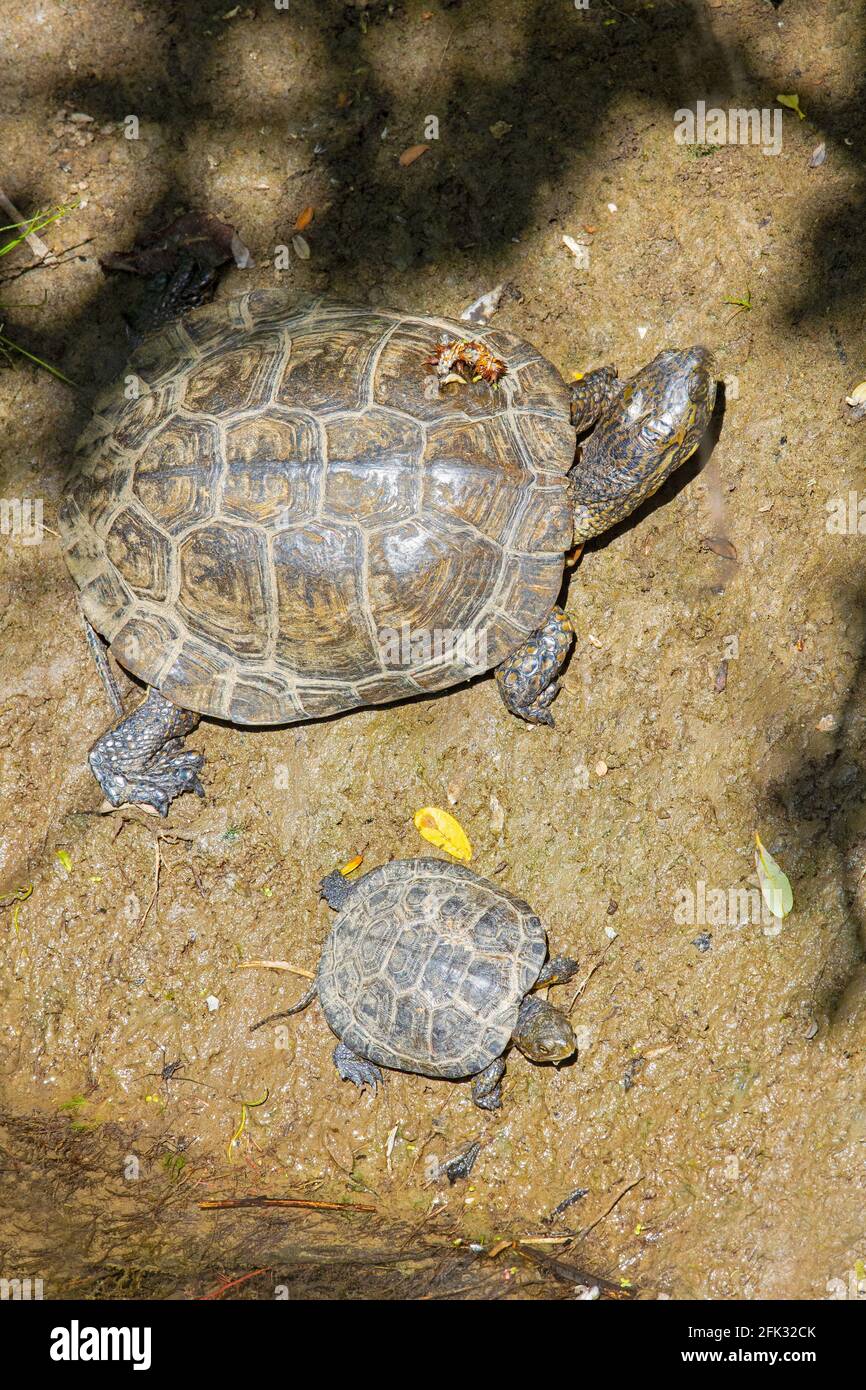 Tartarughe Western Pond - Adulti e Bambini Foto Stock