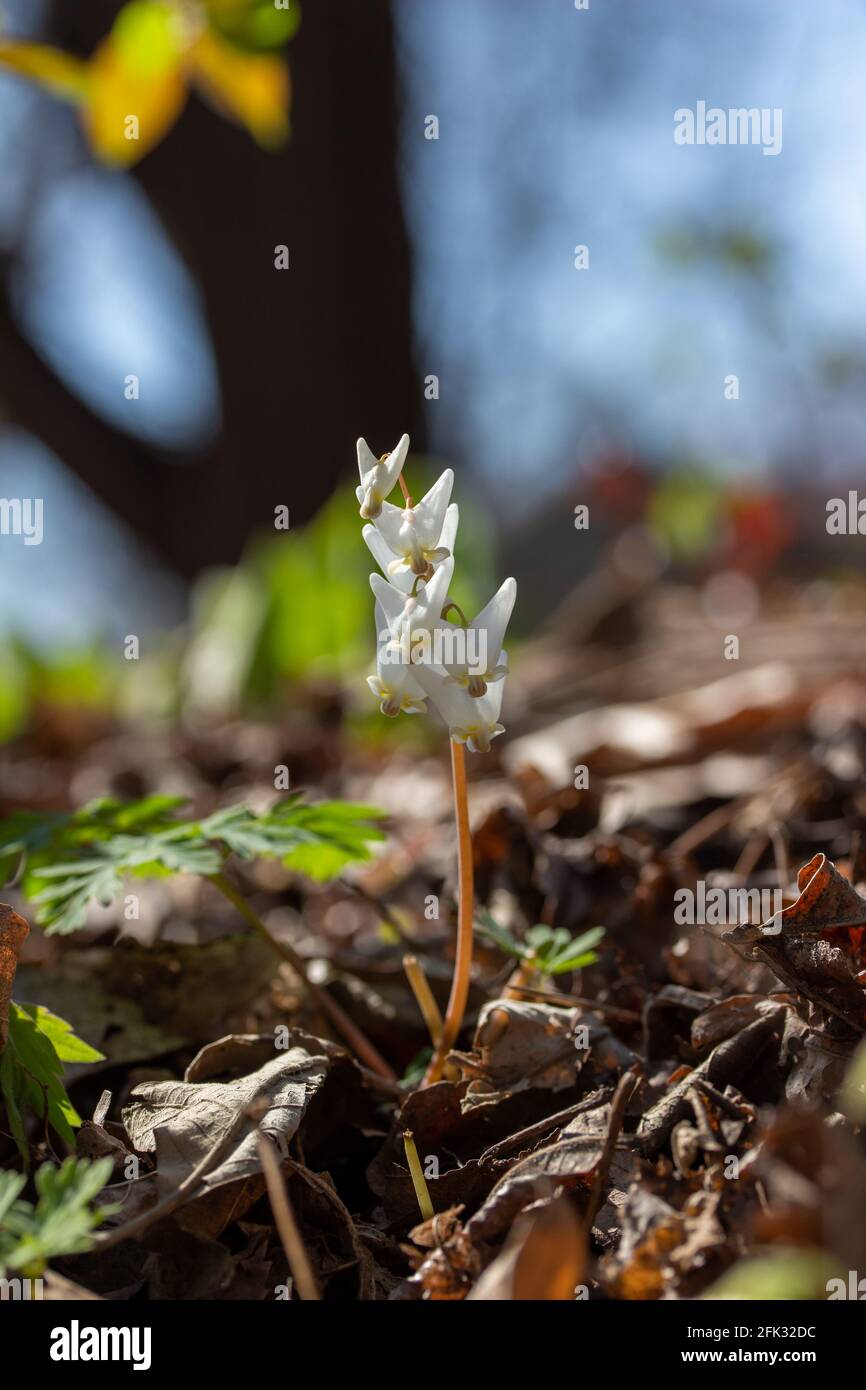 Macro trama astratta sfondo di braghe bianche incolte dell'olandese (Dicentra cucullaria) fiori selvatici che fioriscono in un burrone boscoso Foto Stock