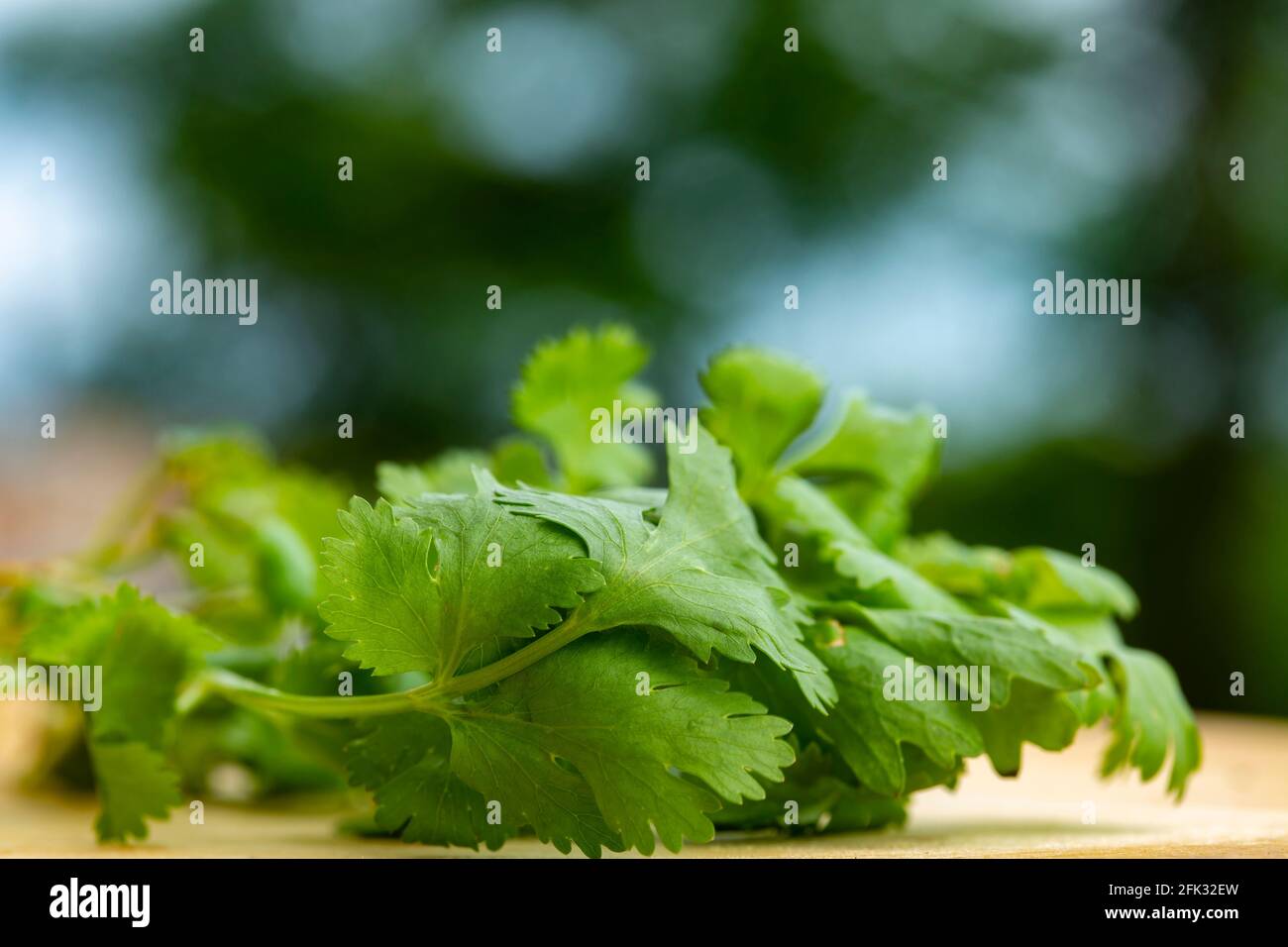 foglie di coriandolo fresco. Foto Stock
