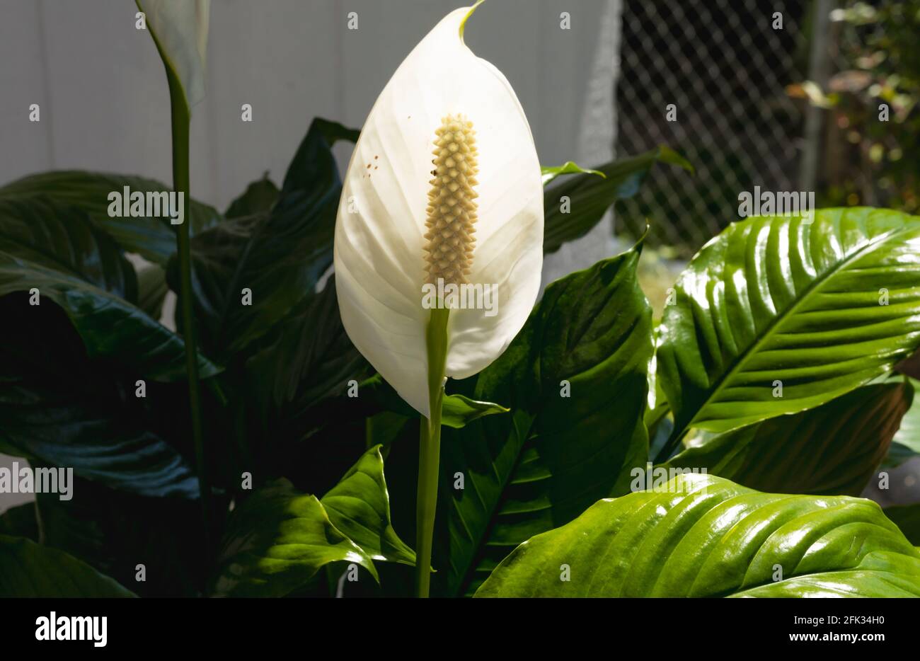 Il giglio tranquillo della pace, Spathiphyllum, è una bella pianta fiorente con lunghe foglie verdi lucide e fiori bianchi sono cresciuti in un giardino. Foto Stock Il giglio tranquillo della pace, Spathiphyllum, è una bella pianta fiorente con lunghe foglie verdi lucide e fiori bianchi sono cresciuti in un giardino. Foto Stock