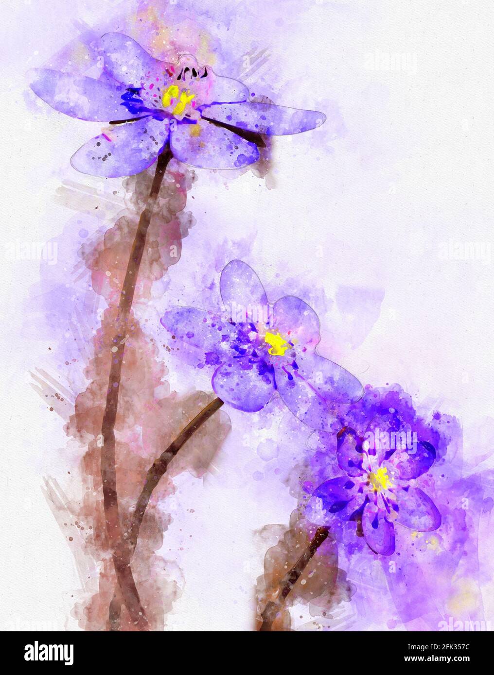Pittura acquerello di liverwort (Hepatica nobilis) in piena fioritura. Foto Stock