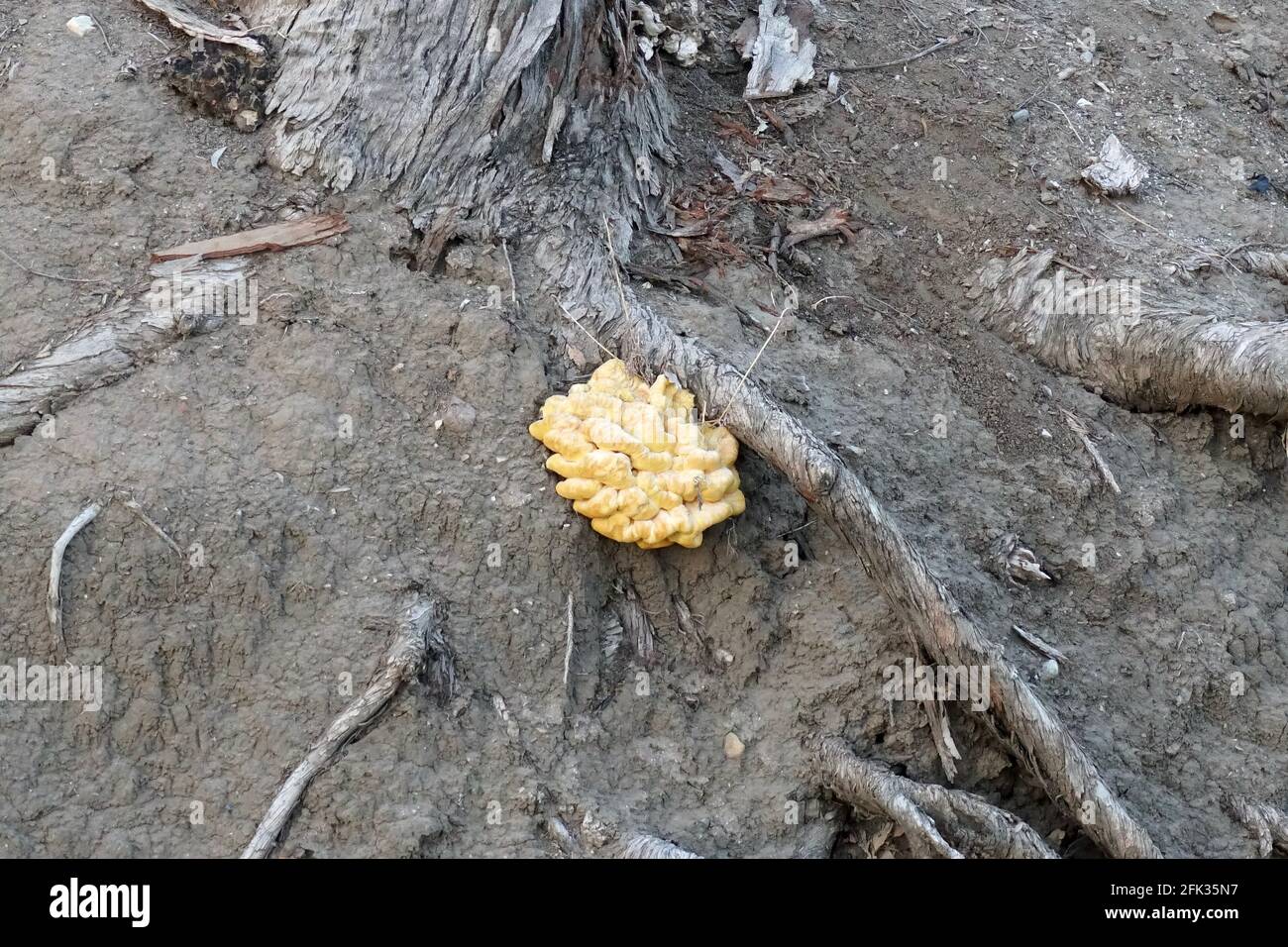 Un ceppo di albero con un fungo grande attaccato al relativo radici Foto Stock