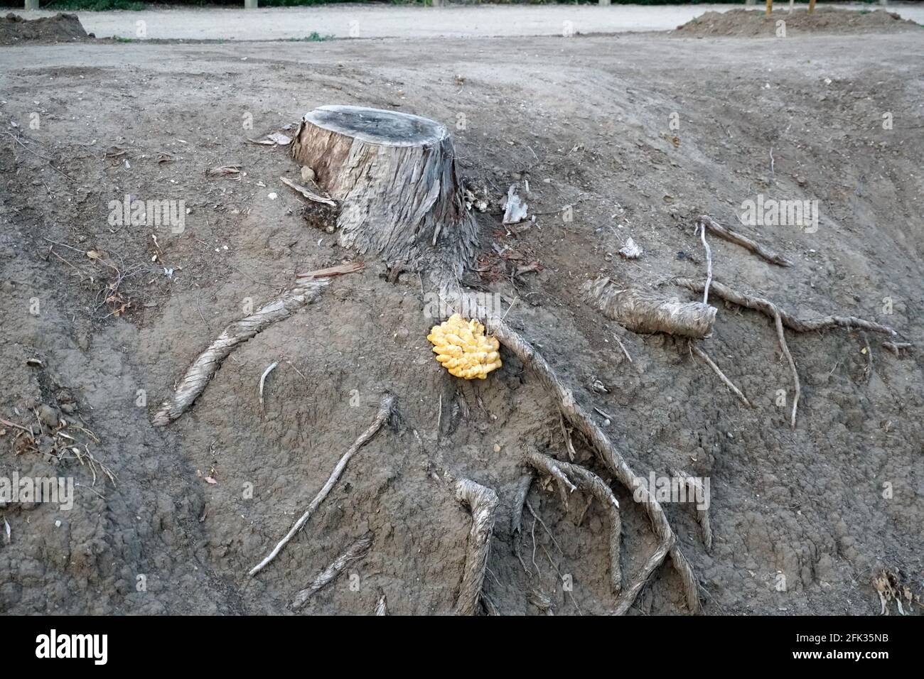 Un ceppo di albero con un fungo grande attaccato al relativo radici Foto Stock