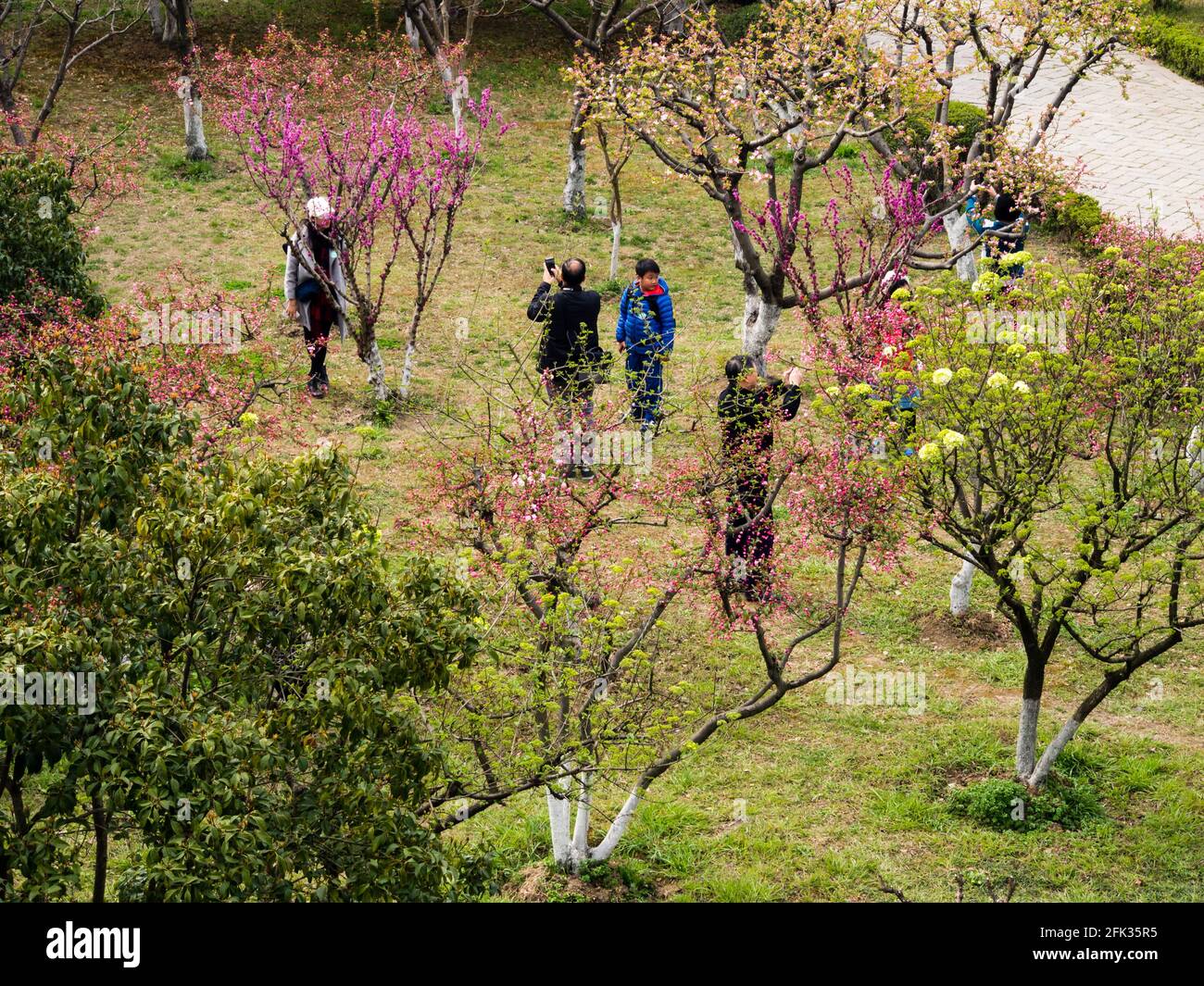 Suzhou, Cina - 21 marzo 2016: Visitatori nel fiorente giardino di prugne nella storica zona di Panmen Foto Stock