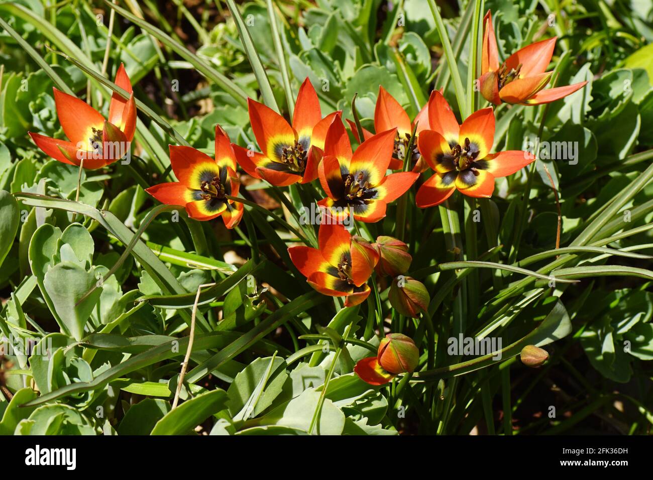 Tulipa 'Little Princess' cresce con piante da giardino. Fiori rosso arancio centrati con un cuore blu-nero bordato in giallo. Ibrido Foto Stock