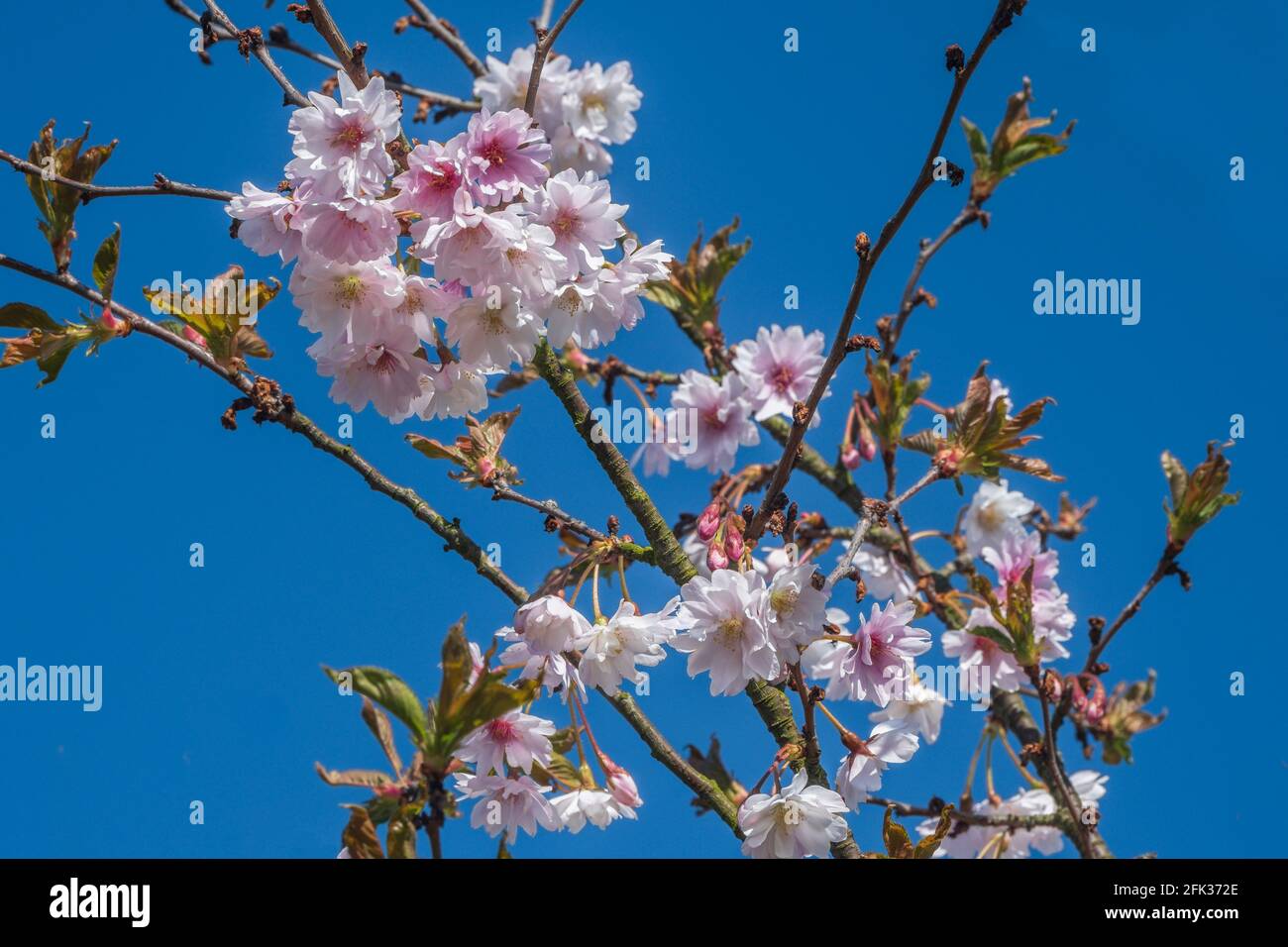 La fioritura dei ciliegi in Primavera. Foto Stock