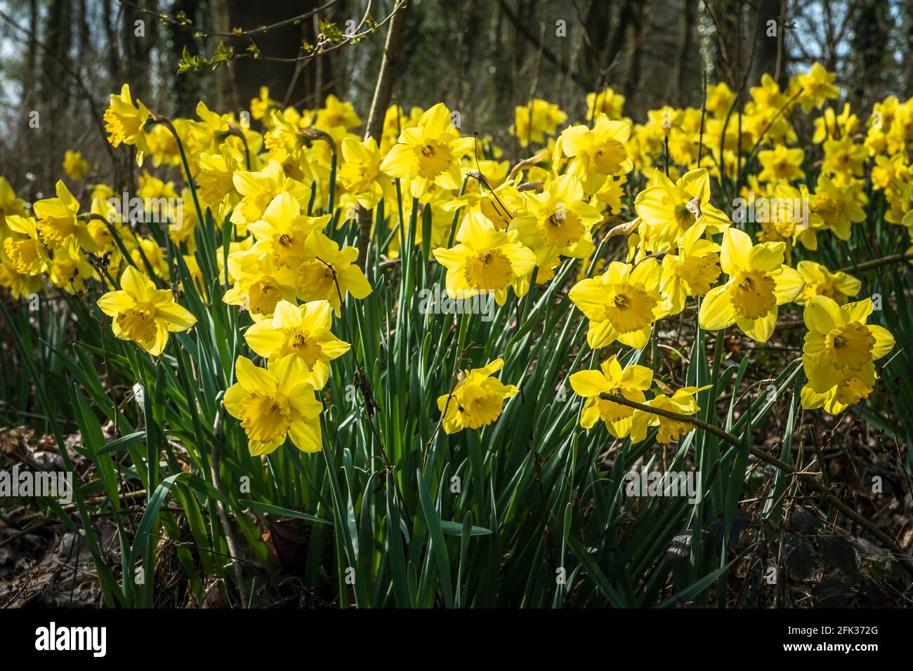 Narcisi che crescono in bosco. Foto Stock