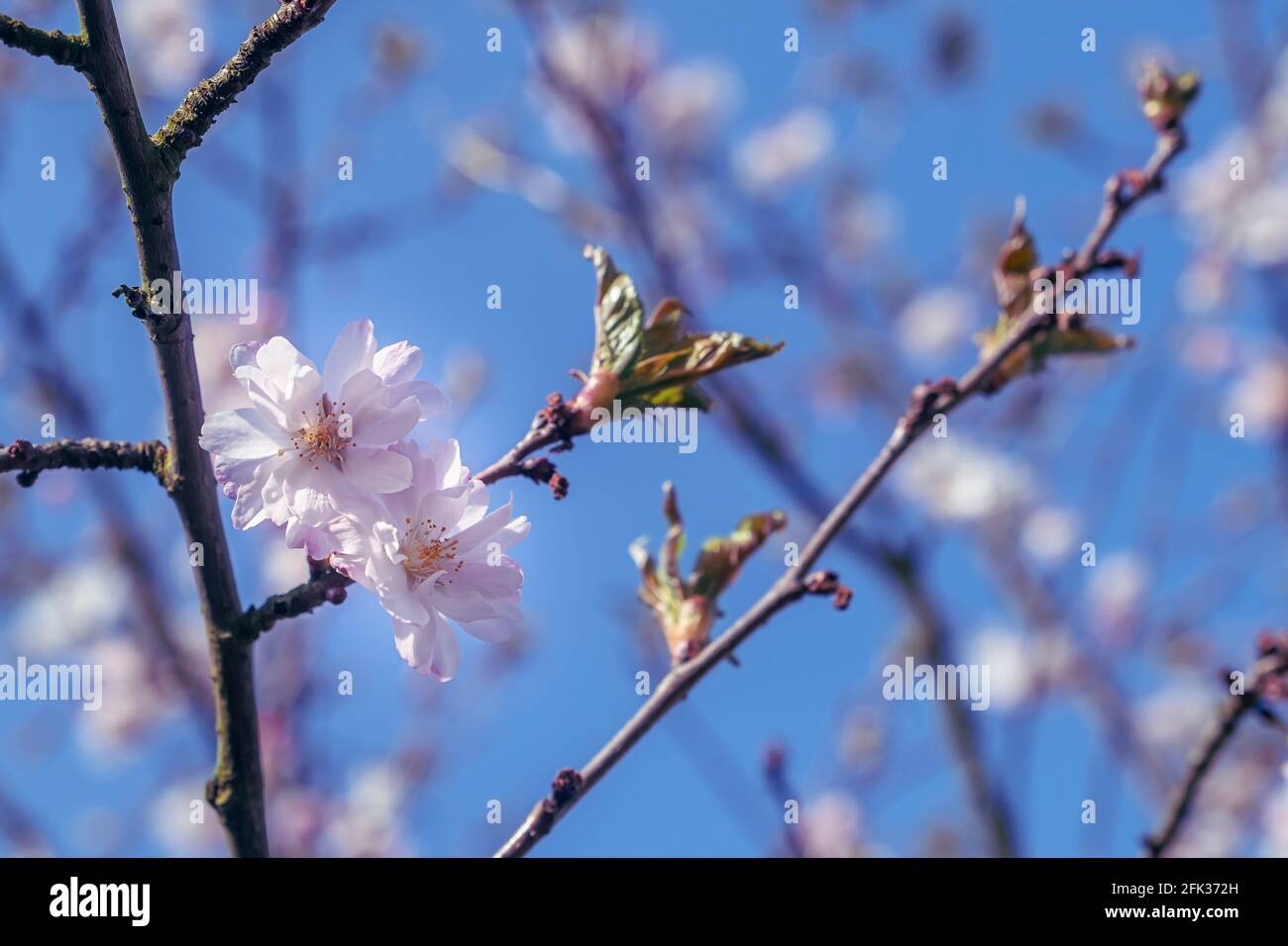Fiore di ciliegio primaverile. Foto Stock