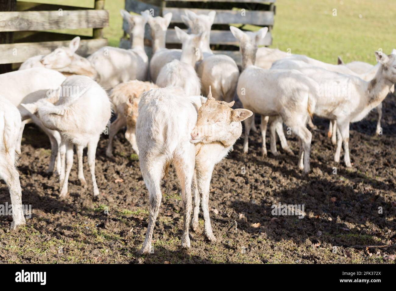 Bianco fawn graffiando il suo piede di hind. Molti cervi sullo sfondo. Foto Stock