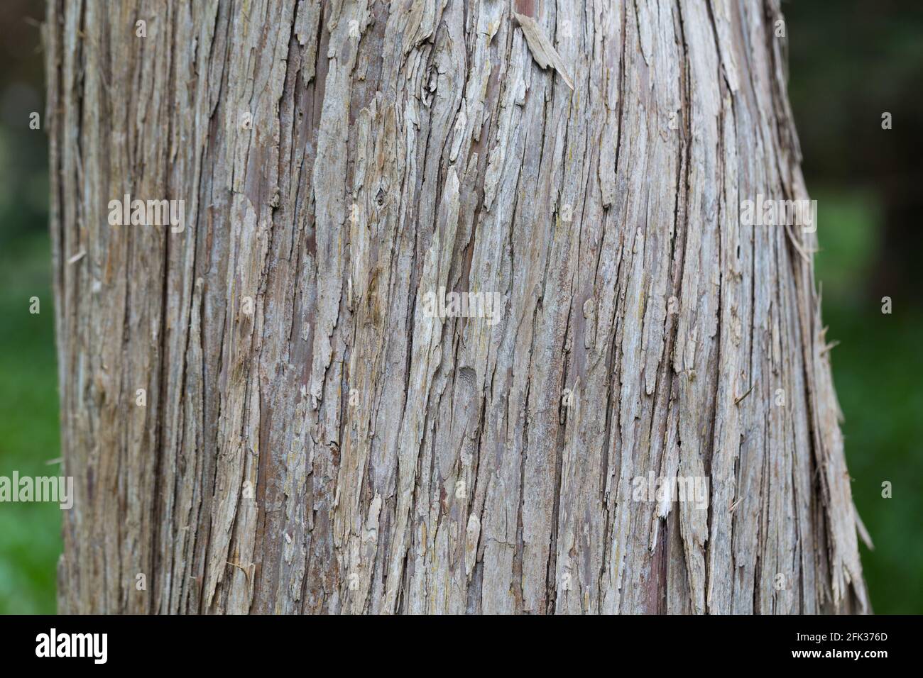 Corteccia di una Callitropsis nootkatensis "Pendula". Nome comune Nootka Cypress. Vista ravvicinata. Foto Stock