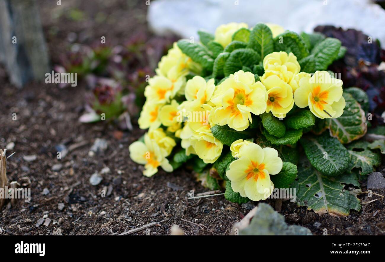 Mazzo di piante gialle primula veris che crescono dal suolo nel giardino. Primo piano di Primula veris. Foto Stock
