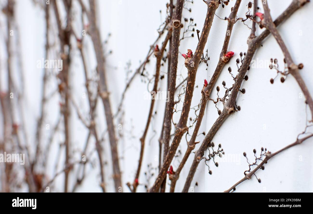 Pianta senza foglie immagini e fotografie stock ad alta risoluzione - Alamy