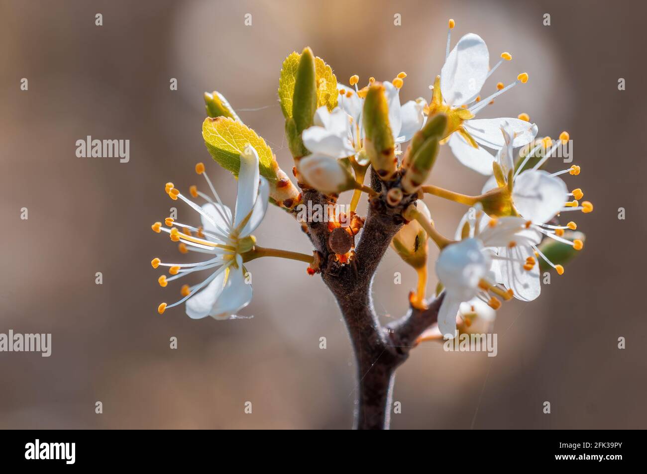 Ramo con bellissimi fiori freschi di primavera Foto Stock