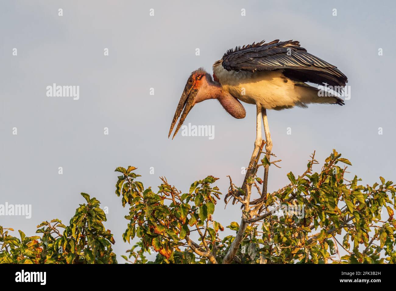 Marabou Stork - Leptoptilos crumeniferus, grande cicogna da boschi africani, cespugli e rive del lago, lago Ziway, Etiopia. Foto Stock