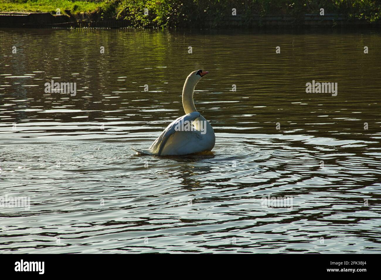 Swan alla luce del sole di sera Foto Stock