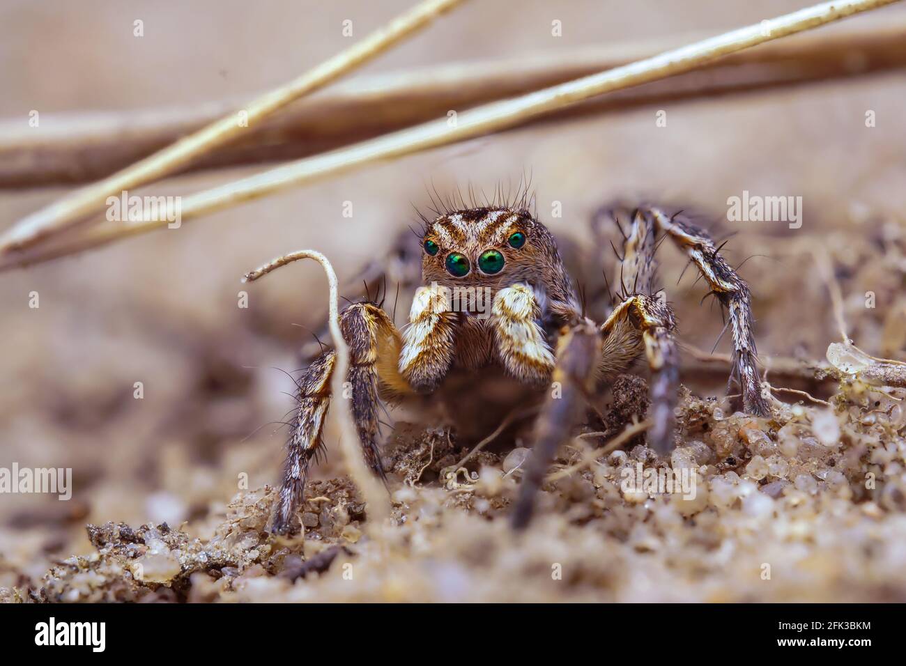 Macro di Aelurillus v-insignito maschile in area sabbiosa. Foto Stock